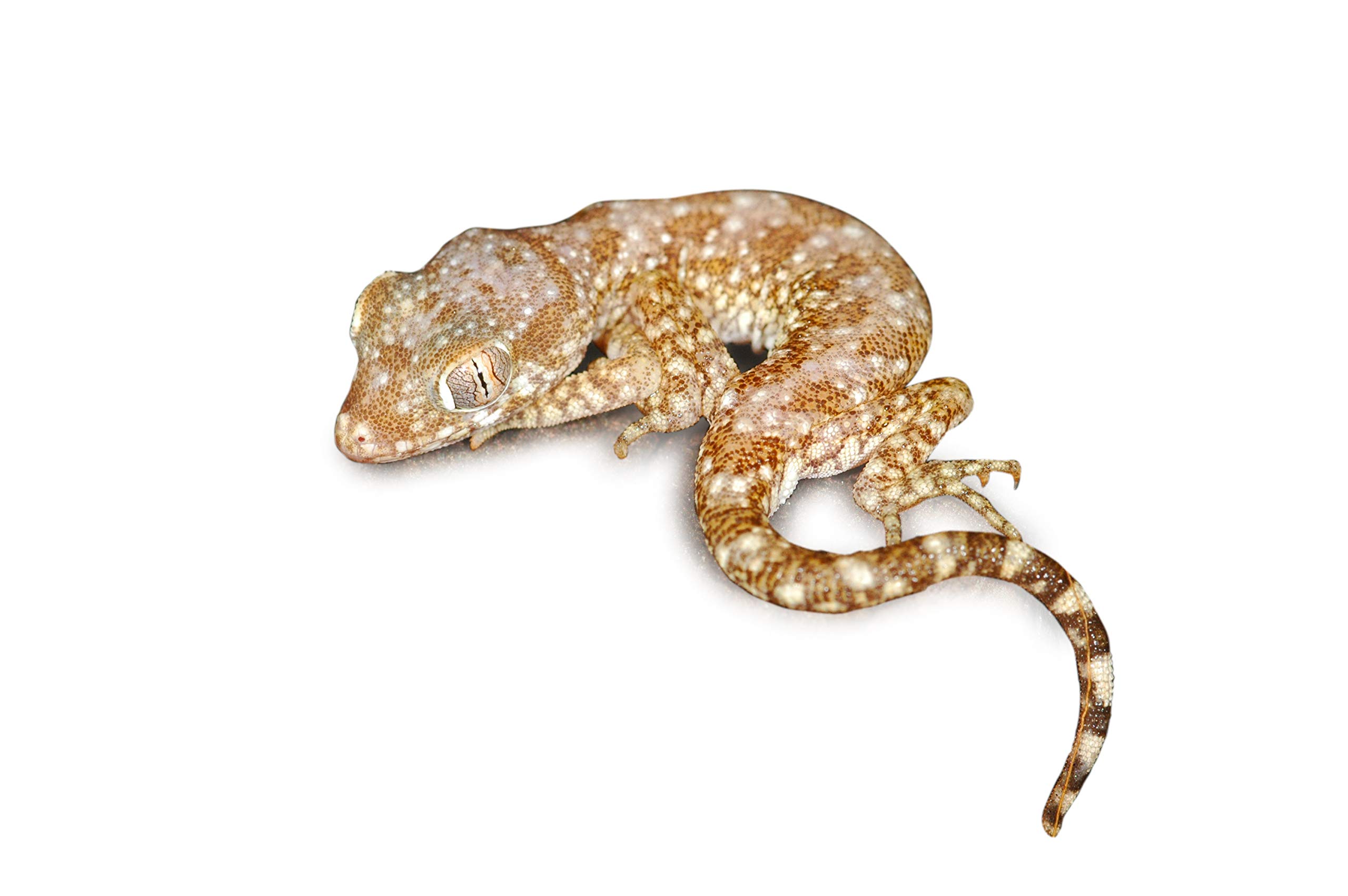 lucky-reptile-starter-kit-w-stengecko-50-x-28-x-40-cm-wei image 6