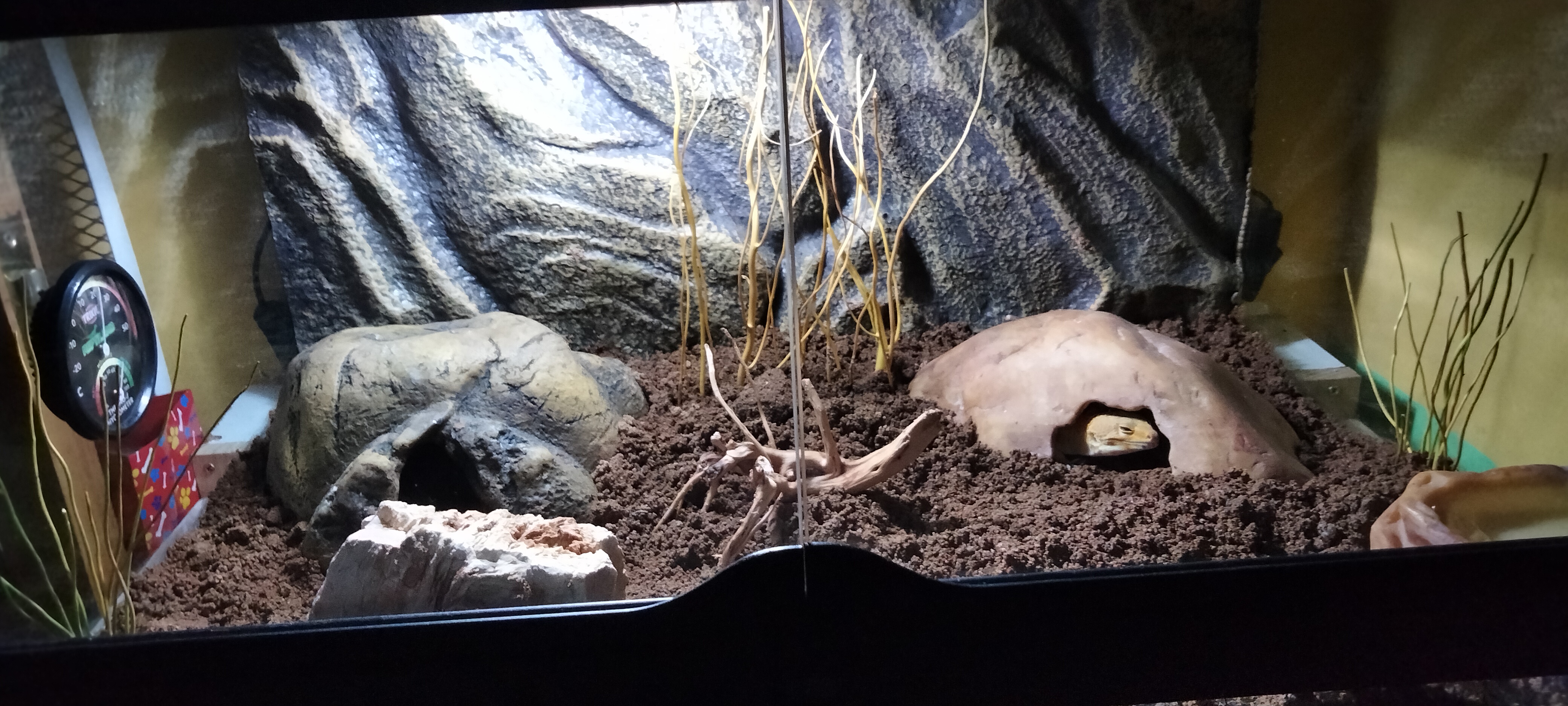 Perfekt für Leopardgeckos